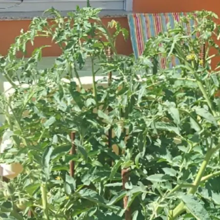 Hana Апартаменти *